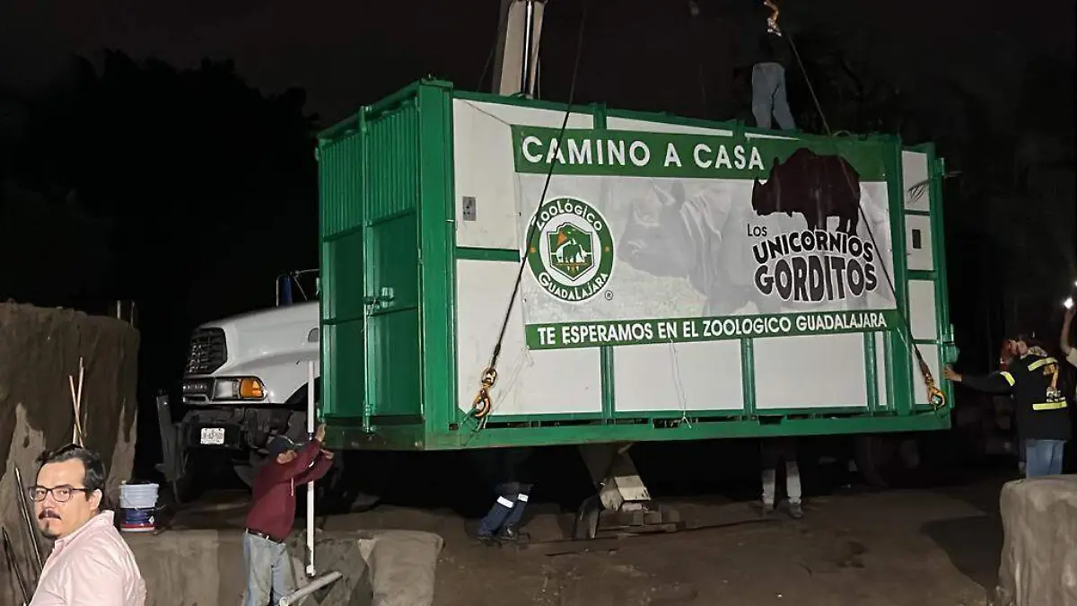 Unicornios gorditos llegarán al Zoologico Guadalajara